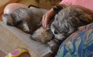 ...une petite Eole endormie sur le livre de son papa chéri!