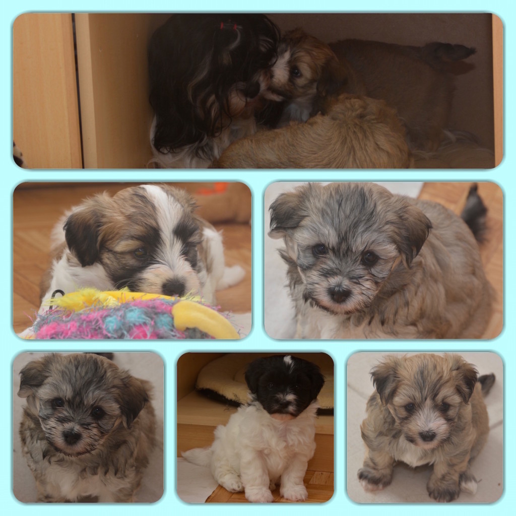 chiots bichons havanais