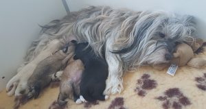 Portée de bichons havanais