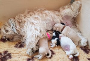 Portée de Bichons Havanais quadruplés avec leur maman