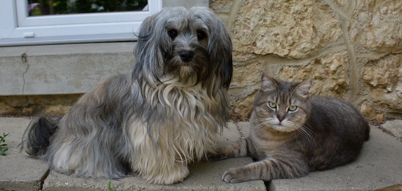 Amitié entre chien et chats