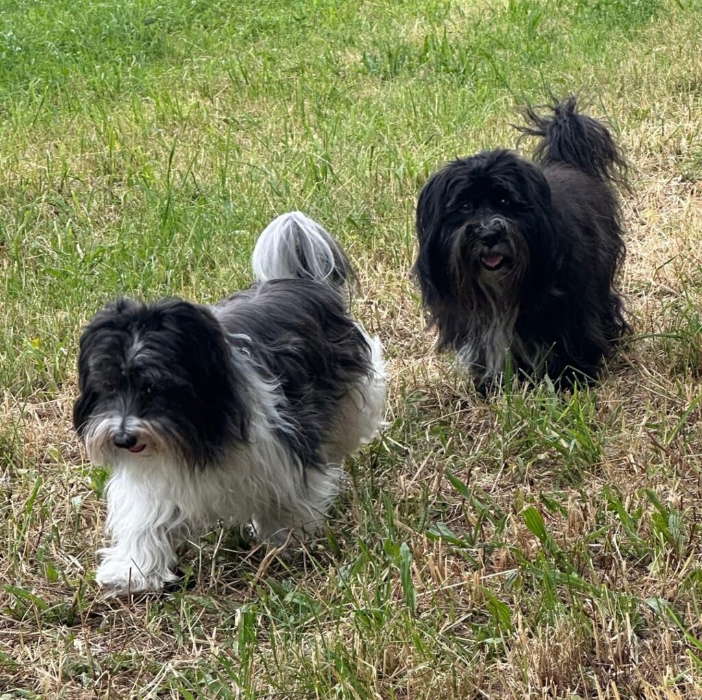 L'évolution des chiots de Jade